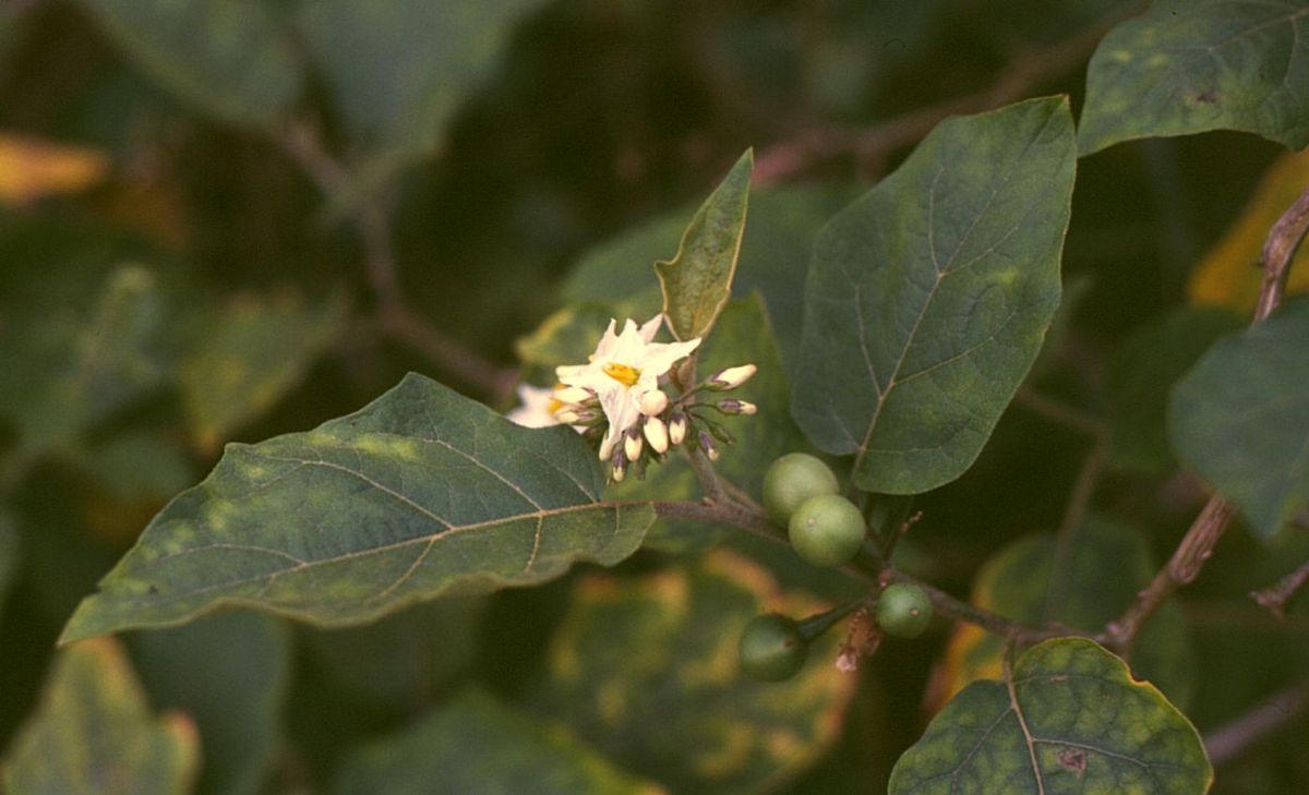 Solanum torum